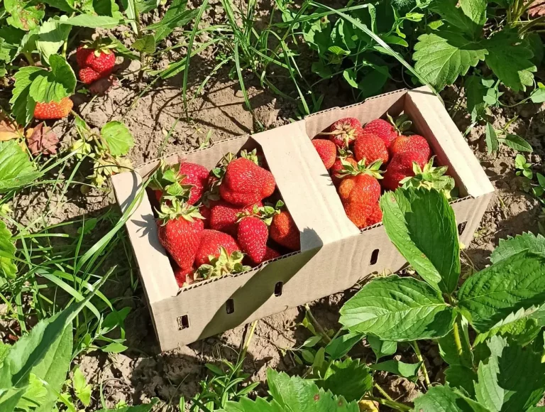 2472355350_w640_h640_2472355350