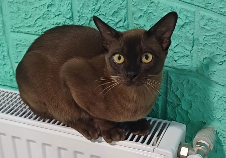 Скриншот 30.06.25_22.32.12