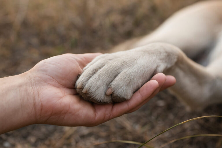 ritul_uslugi_givotnie-1024x683